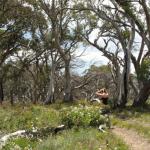 yrtleford - Avventura con il 4x4 sul mt. buffalo national park.